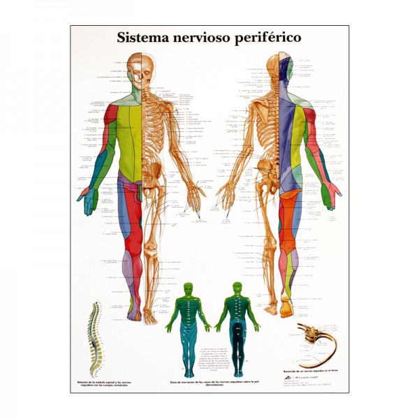 Grafico anatomico: sistema nervoso periferico